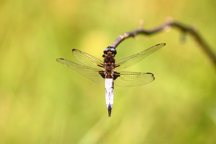 Libellula fulva?
